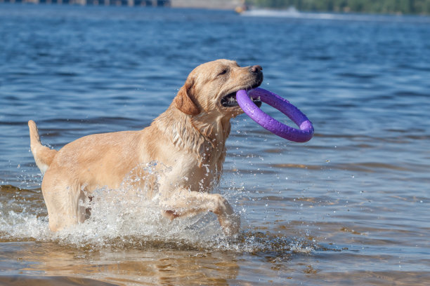 labrador