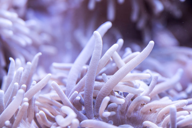 anemonefish