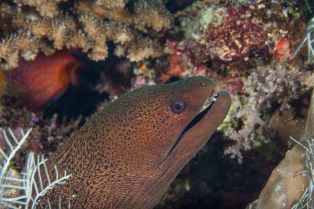 moray