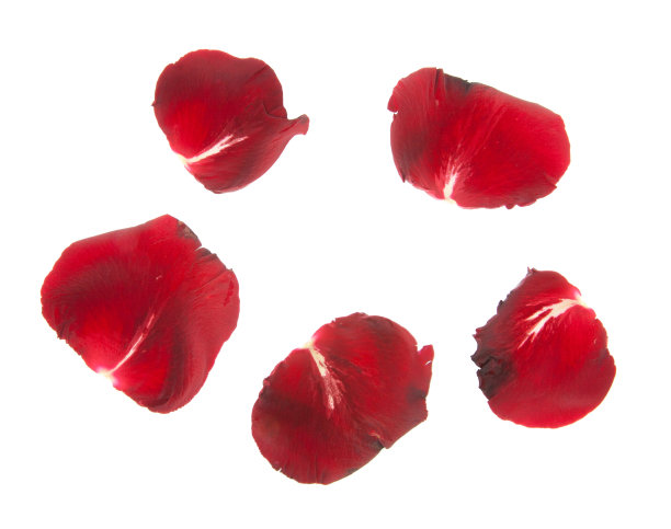 叶子,红色,花瓣