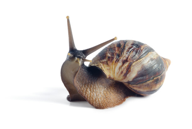 snail