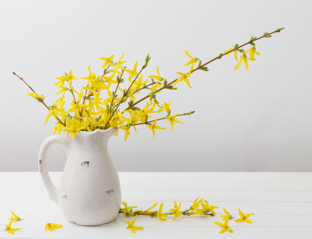 forsythia