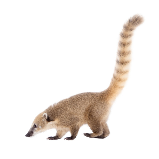 coatimundi