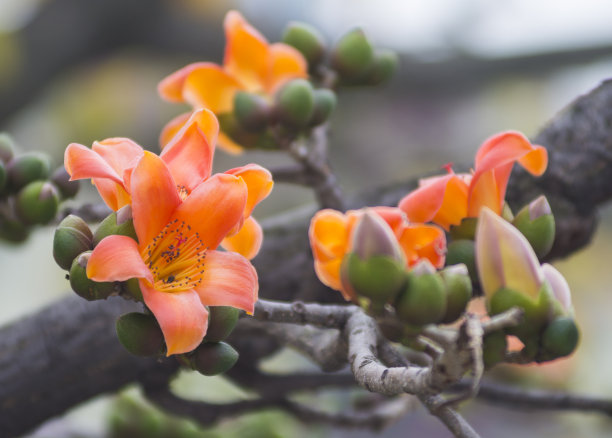 木棉花