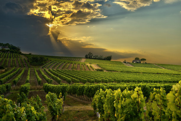 vineyard