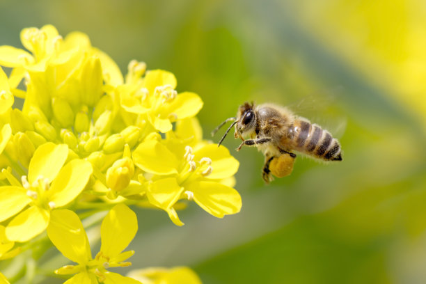 pollination