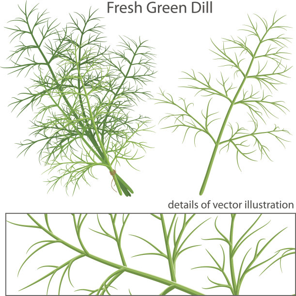 fennel