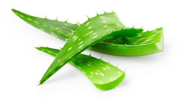 aloe