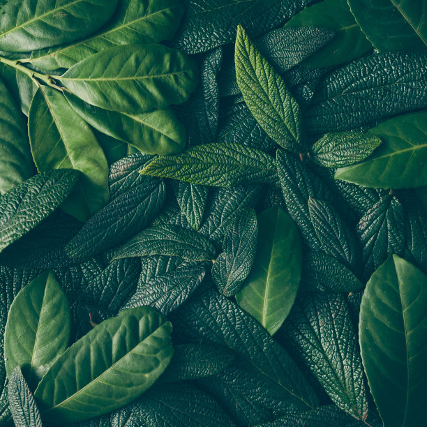 leaves