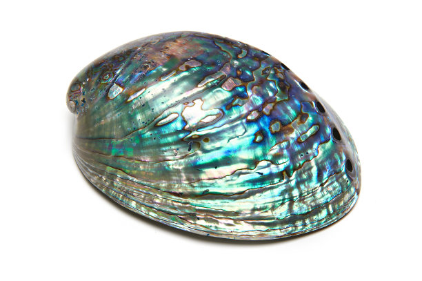 abalone