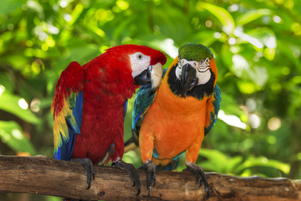 parrots