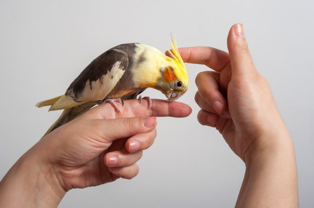 parrots