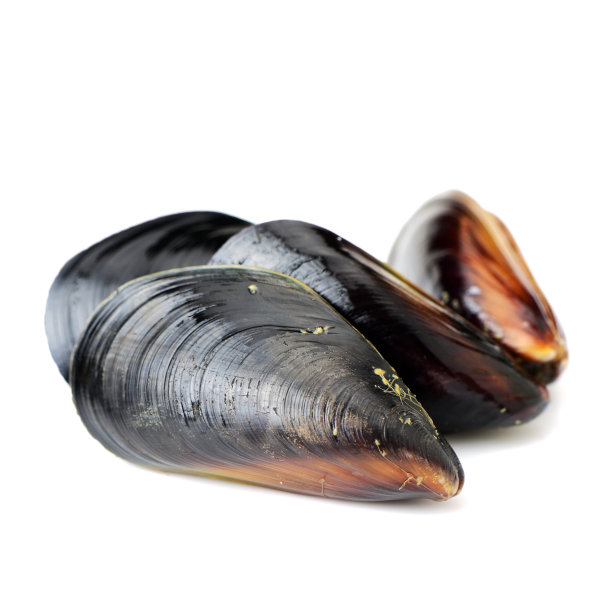 mussels