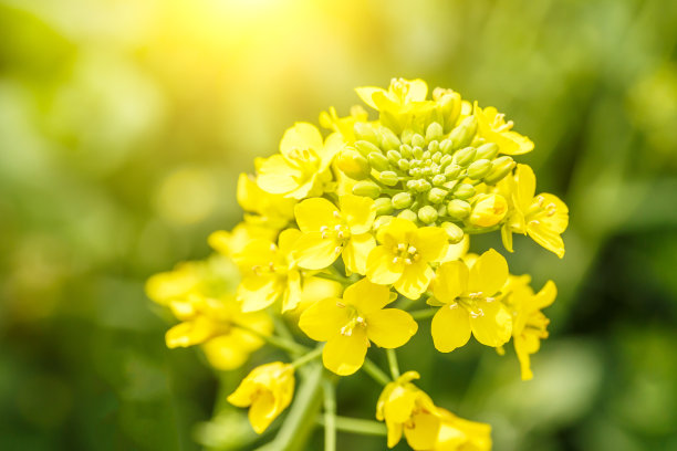 油菜花特写