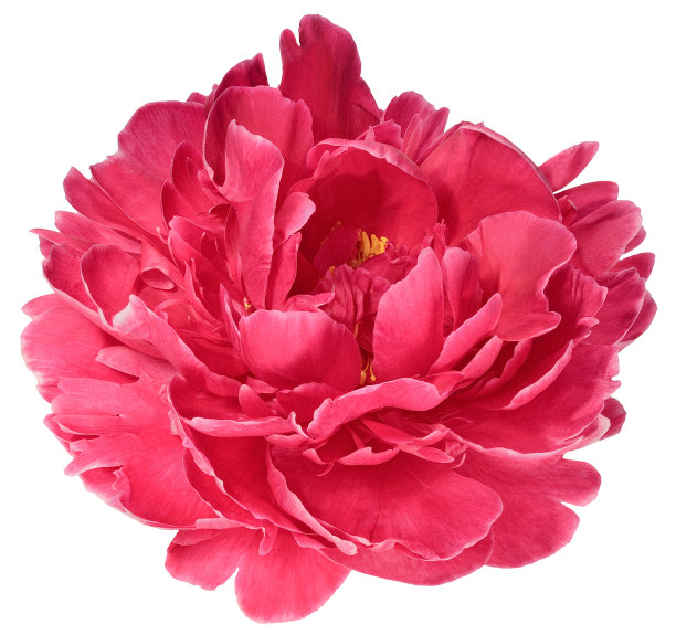 peony