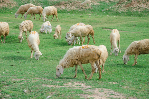 sheep