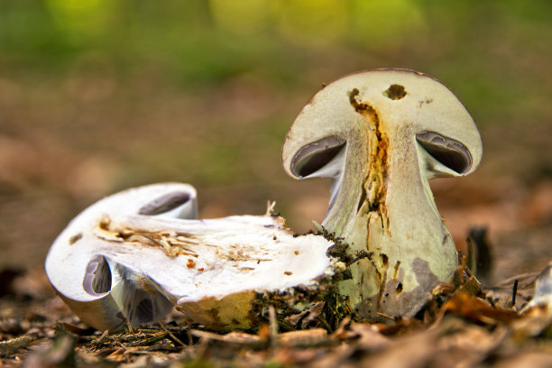 cortinarius