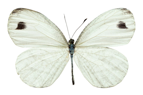 pieris