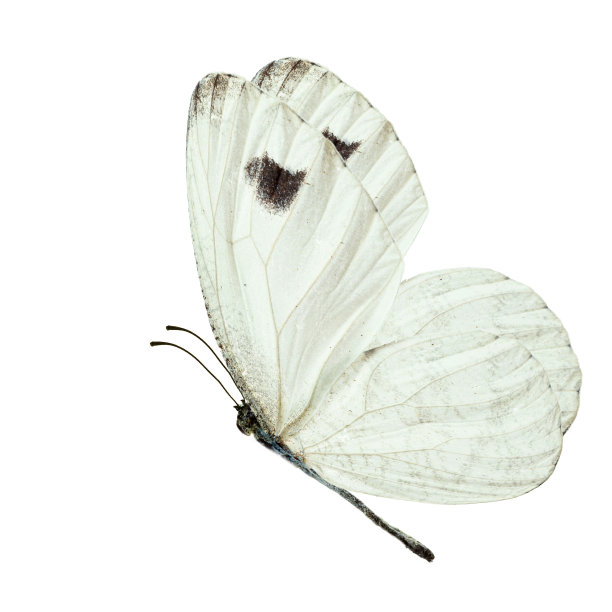 pieris
