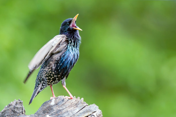 avian