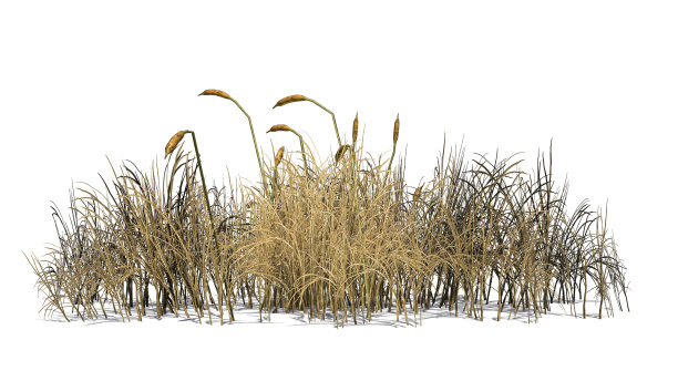 reed
