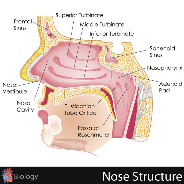 鼻腔