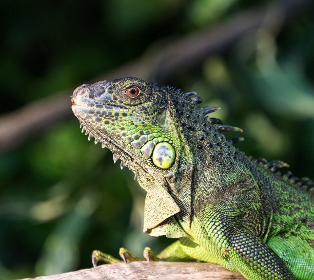 reptilia