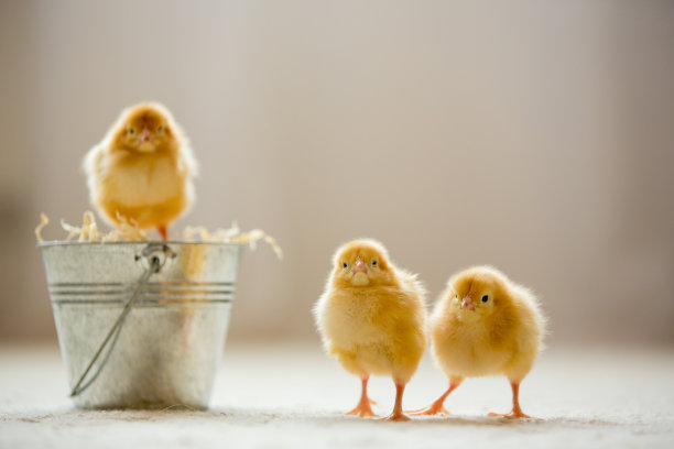 chick