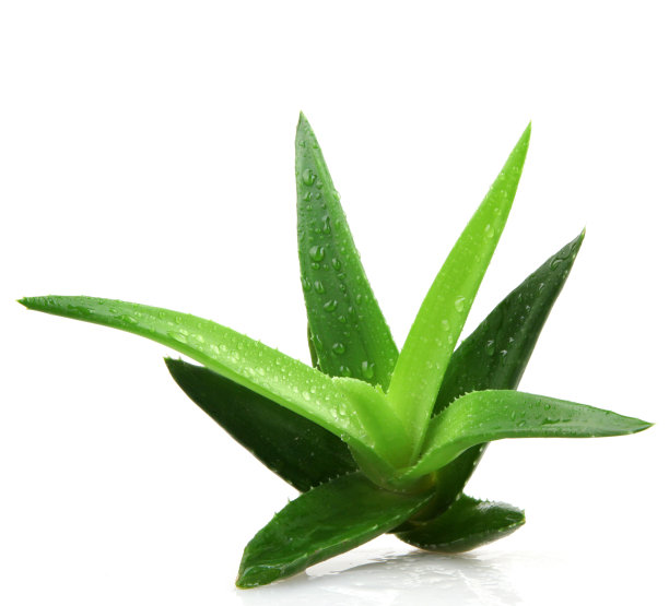 aloe