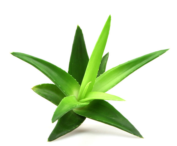 aloe