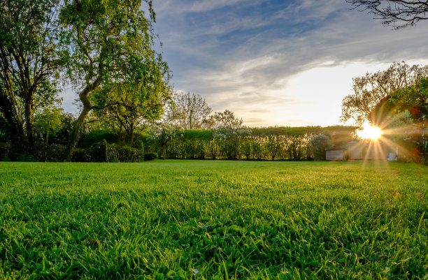 meadow