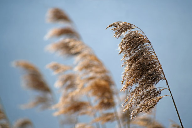 reed