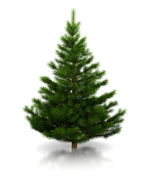 spruce