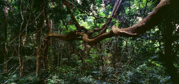 jungle