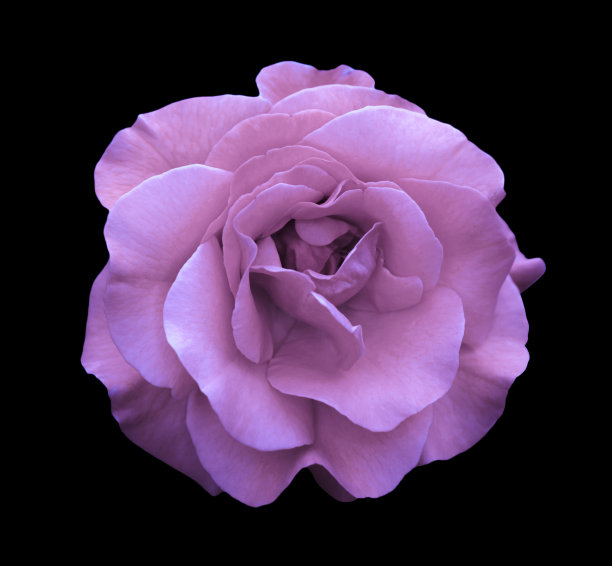 黑底玫瑰花