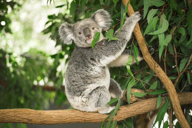 koala