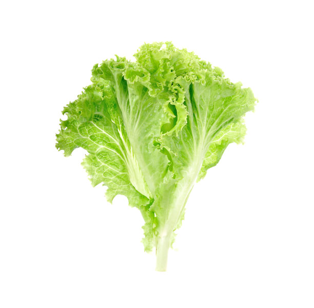 lactuca