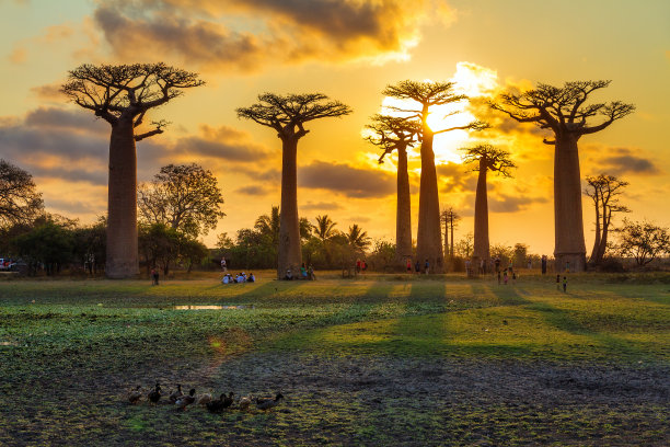 baobab