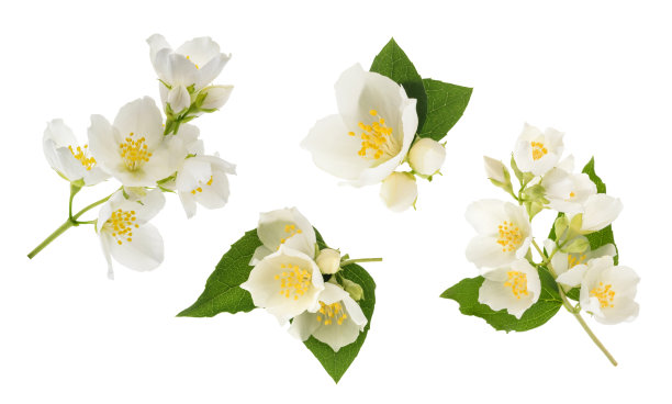 flowering