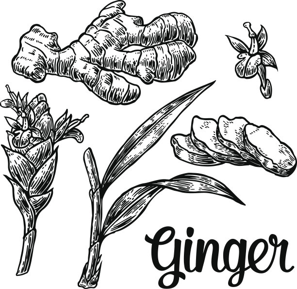 ginger