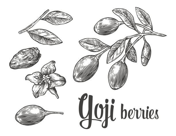 枸杞枸杞枝