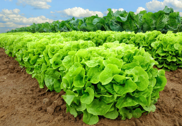 lactuca
