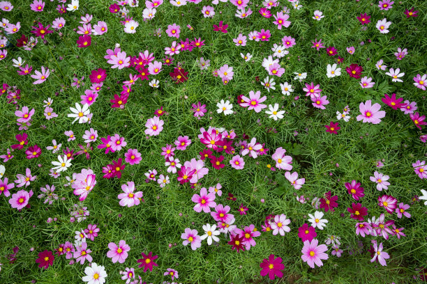 flowering