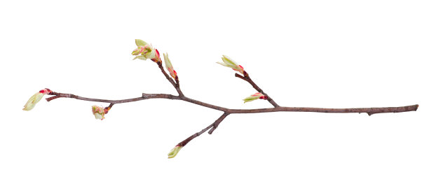 bud