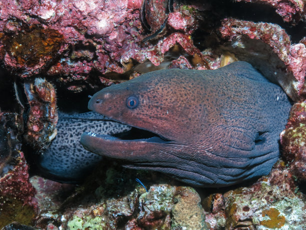 moray