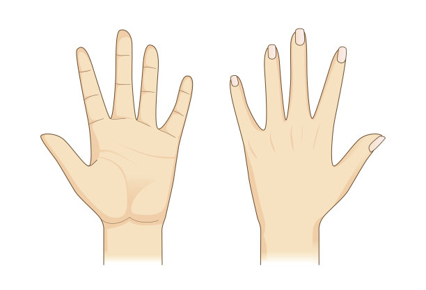palm