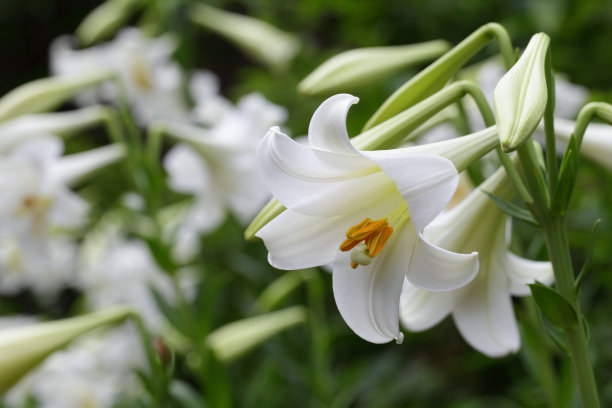 lilium