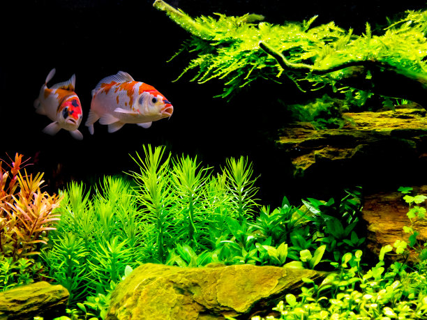aquarium