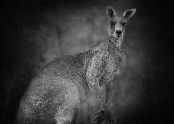 kangaroo