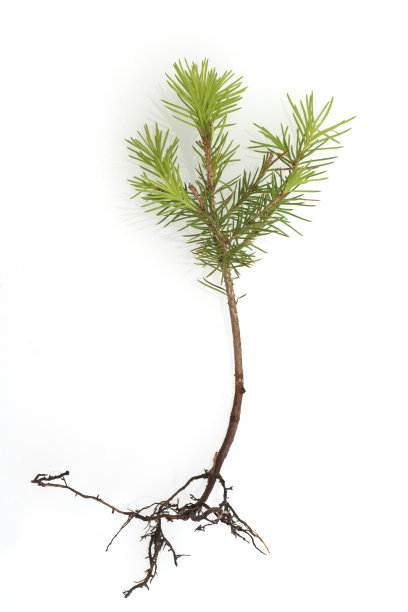 spruce